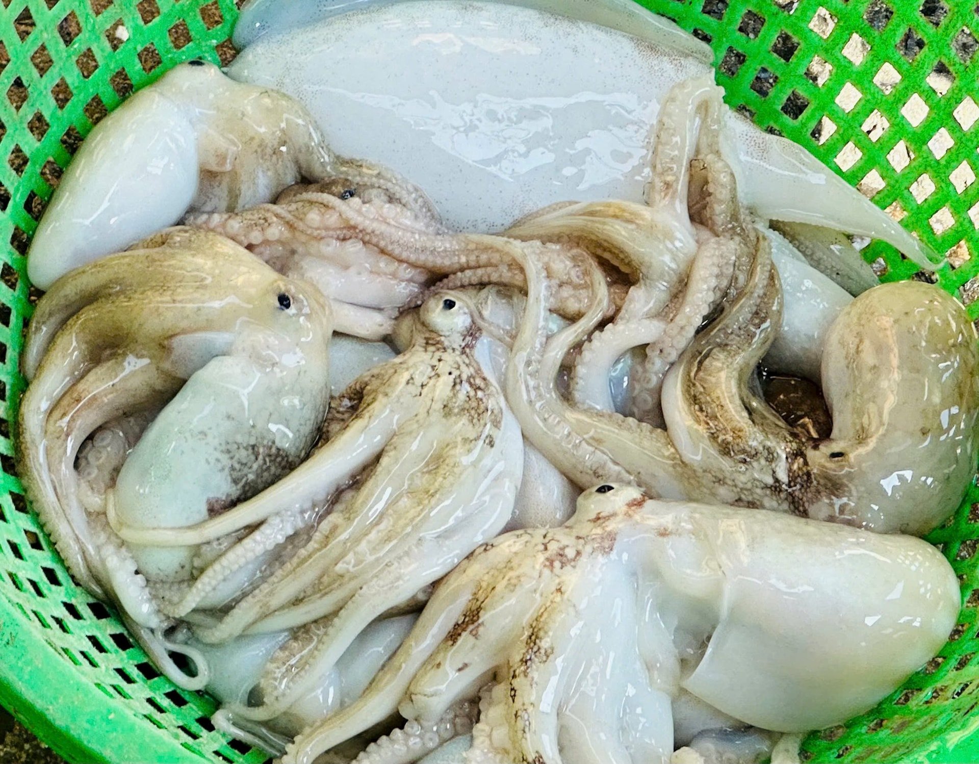 Mực tươi rói vừa được đưa lên bờ bán cho thương lái
