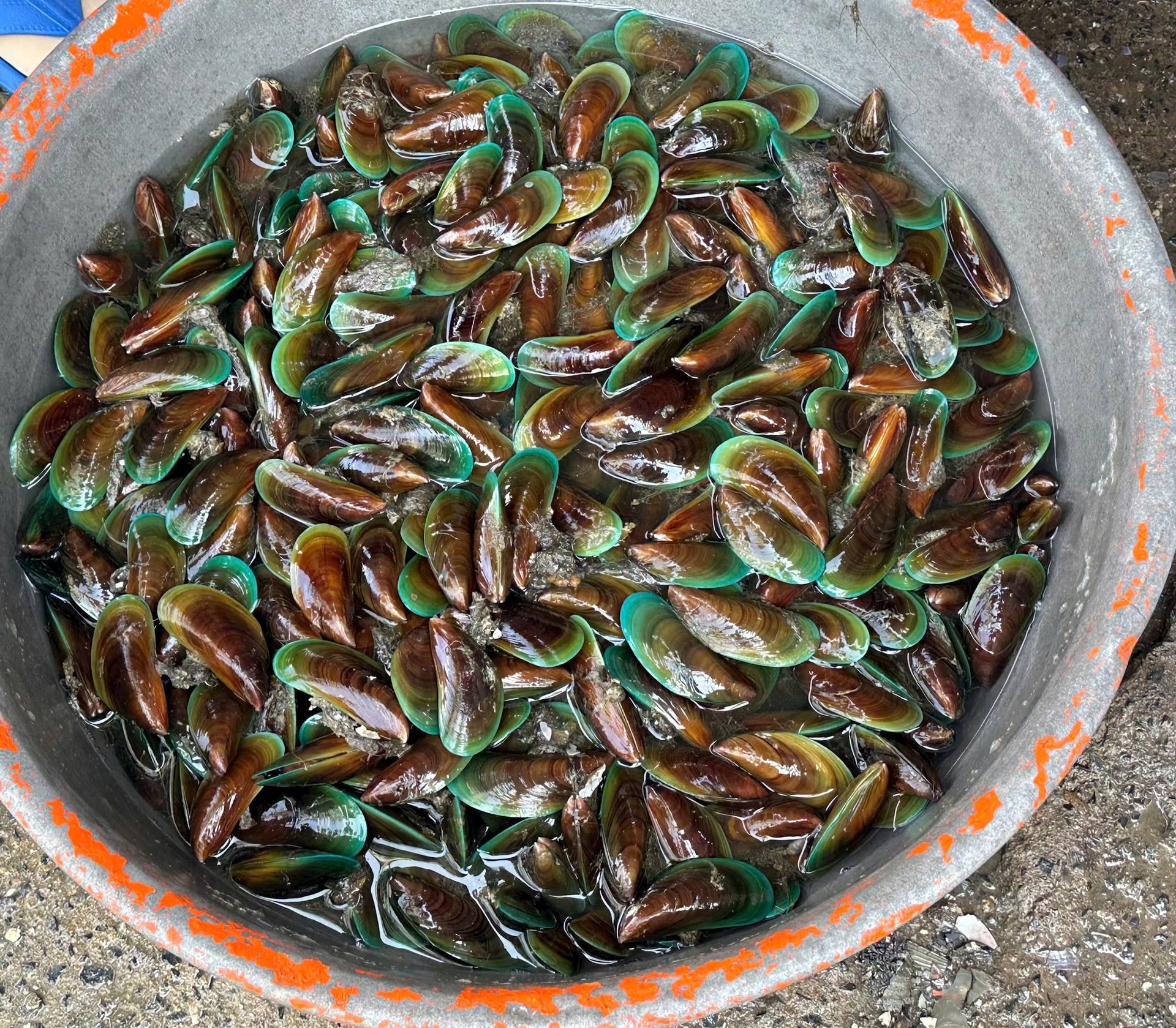 Dòm xanh, một trong các loại %22lộc biển%22 vừa cập bờ