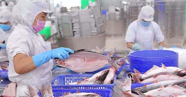 Lợi nhuận quý “nữ hoàng cá tra” cao nhất trong 2 năm qua, bất chấp áp lực thuế quan