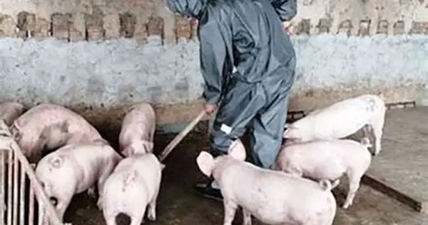 Ngăn dịch tái bùng phát, không để giá thịt lợn tăng đột biến