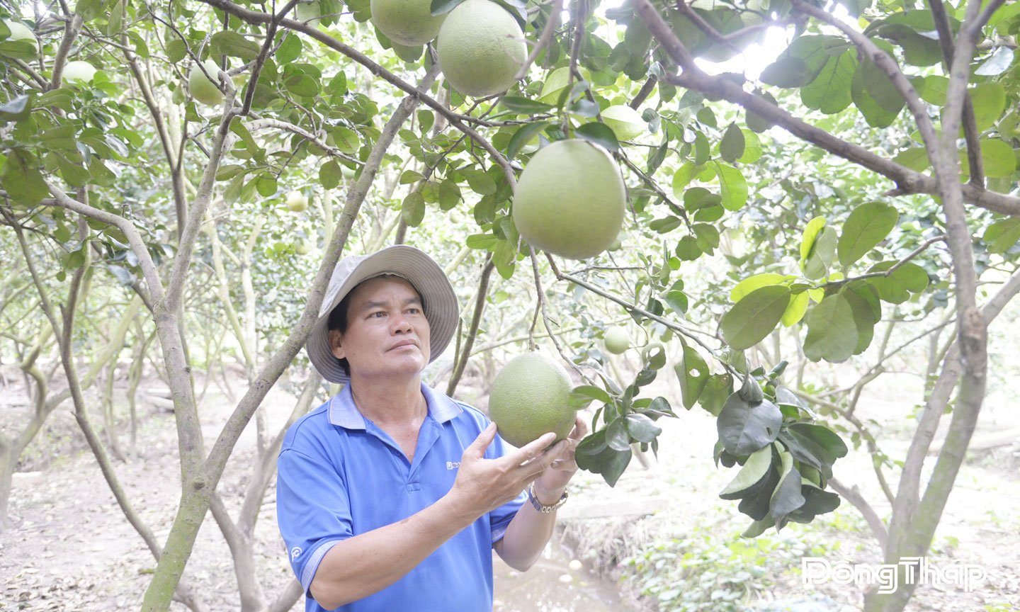 តំបន់​ជាច្រើន​នៃ​ក្រូចថ្លុង​ពណ៌​បៃតង​ក្នុង​ខេត្ត Dong Thap បាន​បំពេញ​តាម​ស្តង់ដារ VietGAP។