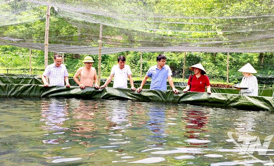 Nuôi cá tầm, mô hình kinh tế mới của đồng bào dân tộc thiểu số