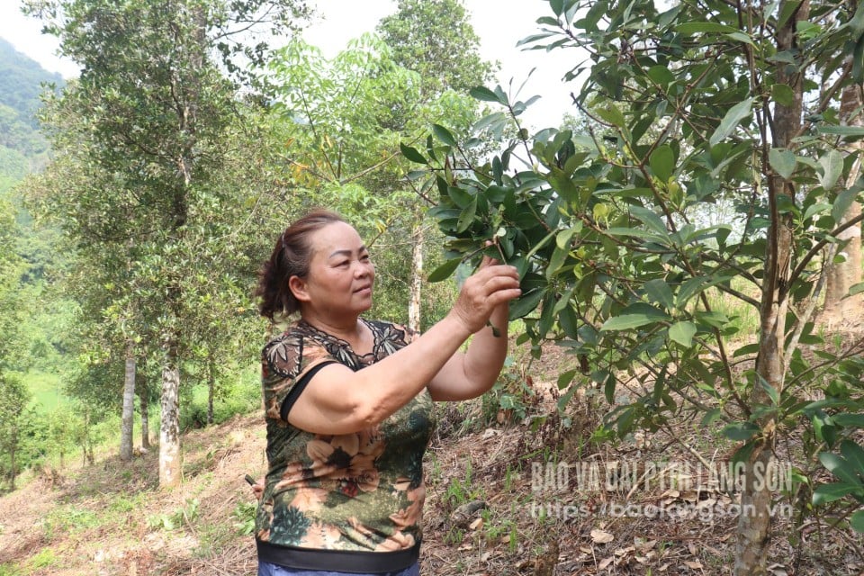 Do ảnh hưởng của thời tiết nên nhiều diện tích hồi của người dân xã Tân Tiến không sai quả 