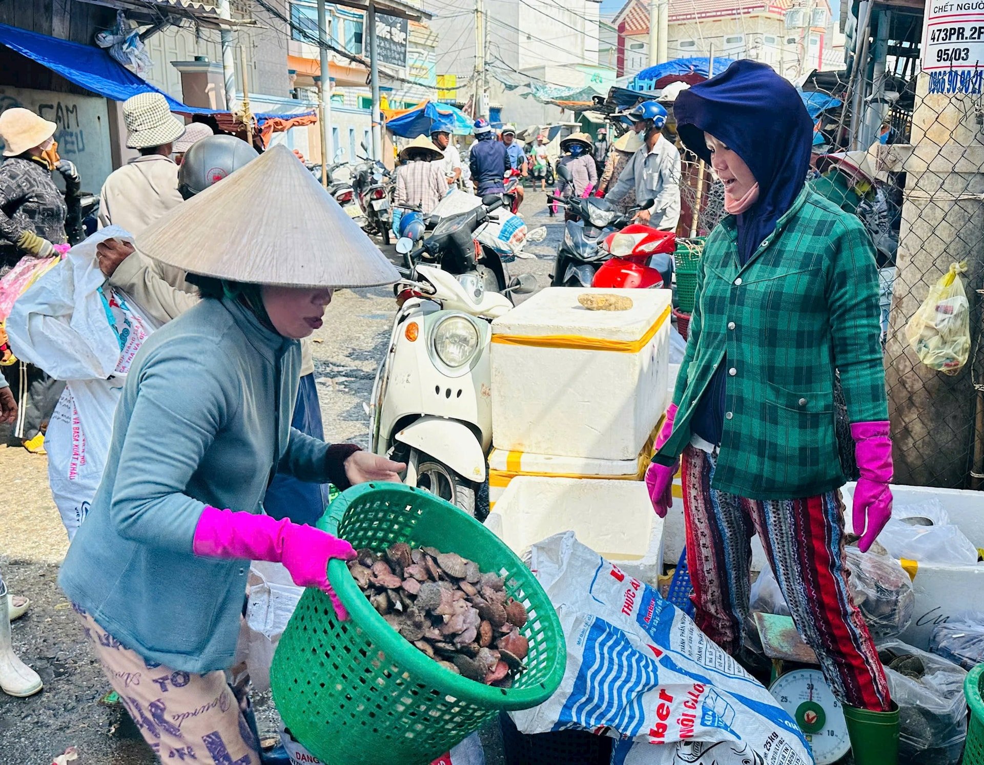 Sò được tiêu thụ ngay khi lên bờ