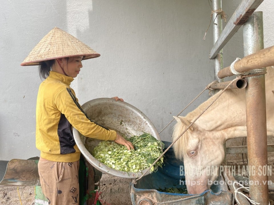 Người dân xã Thống Nhất phát triển chăn nuôi ngựa từ chương trình hỗ trợ  lãi suất tín dụng theo Nghị quyết 08 