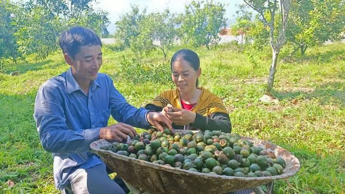 Cây mắc-ca mở hướng phát triển kinh tế mới cho phụ nữ vùng dân tộc thiểu số xứ Thanh- Ảnh 1.