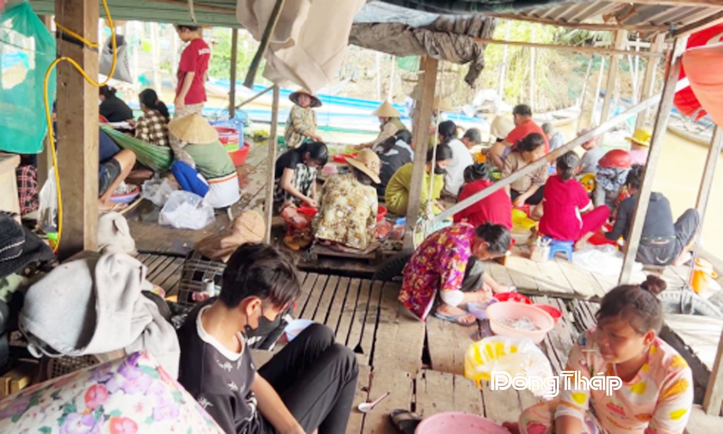 Người dân khu vực quanh sông Phú Hội xúm nhau lặt hầu cá linh non, mỗi kg vựa trả 40.000 đồng.