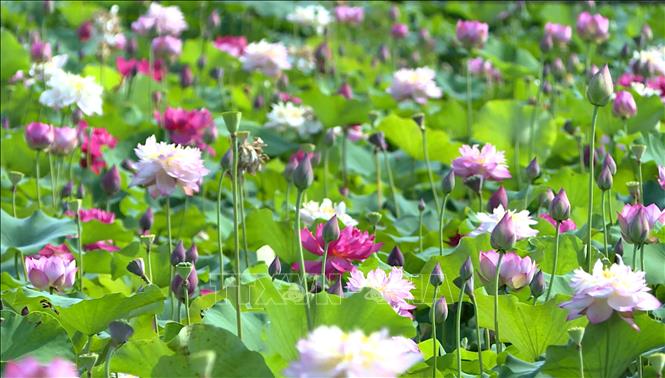 Hưng Yên: Mở lối phát triển nông nghiệp gắn với du lịch trải nghiệm - Ảnh 1.