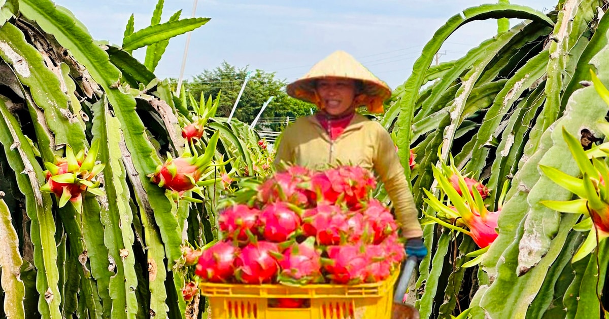Tháo gỡ khó khăn trong tiêu thụ thanh long
