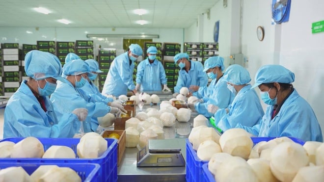 Nông sản Việt quyết tâm vượt qua rào cản để khẳng định vị trí trên thị thường quốc tế - Ảnh 5.