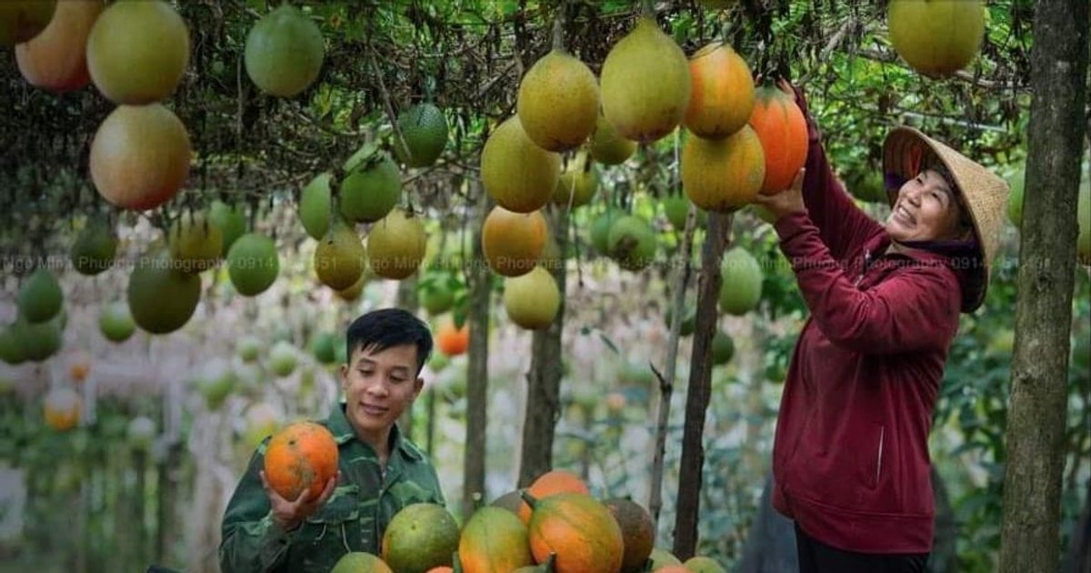 HTX Nam Hà đưa cây gấc về làm giàu cho nông dân
