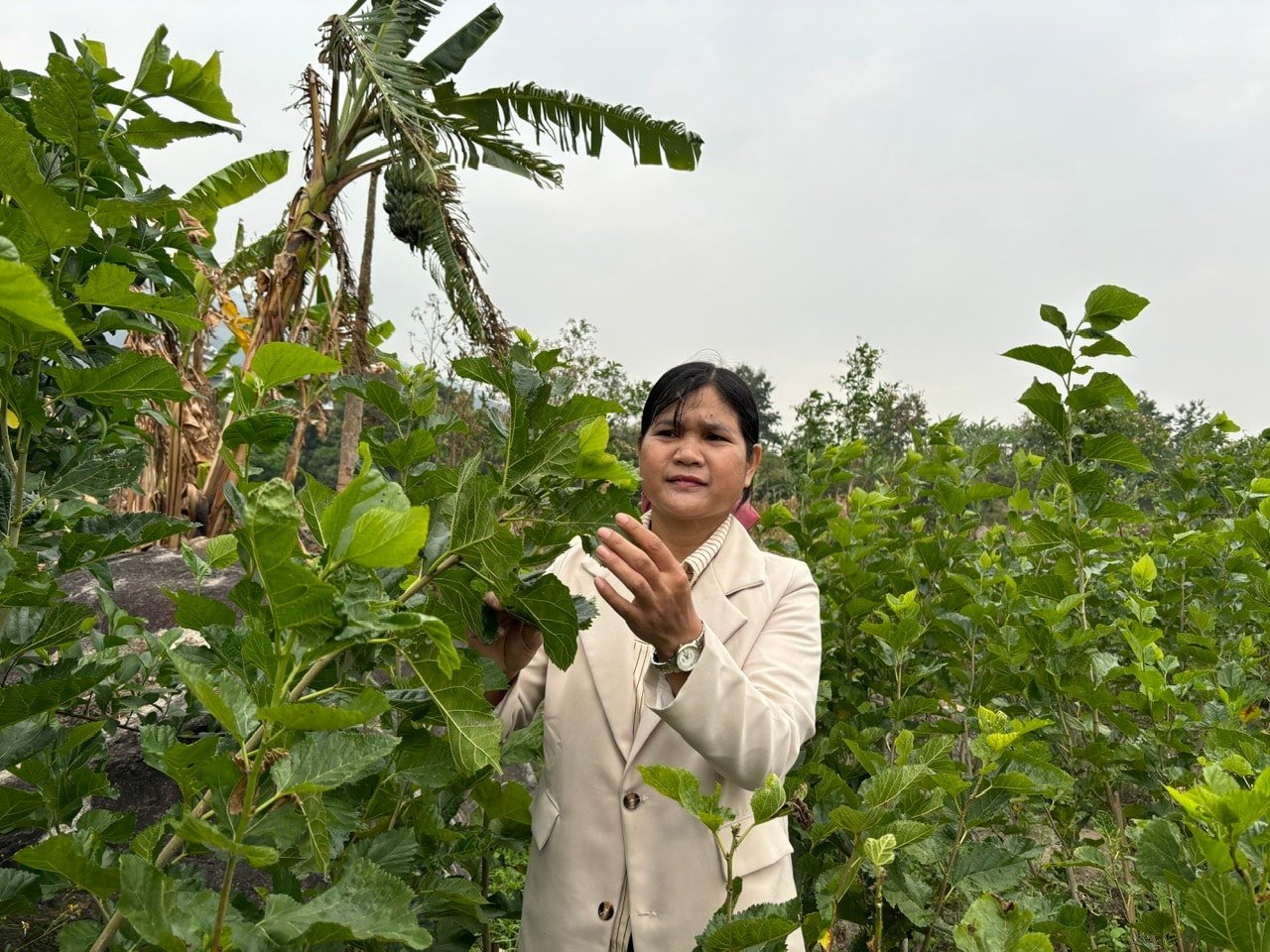Ms. Ka On - the woman who brought silkworm farming to Cheng village