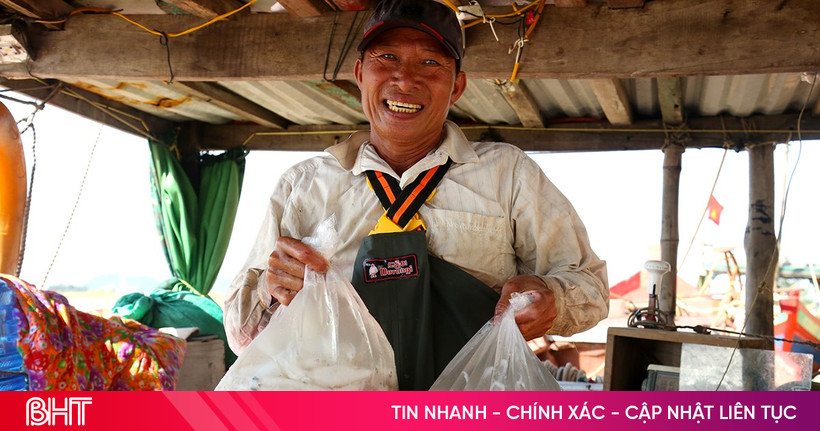 Fresh squid prices are high, Ha Tinh fishermen actively go offshore