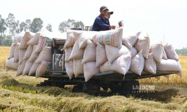 Rice exports reach 2.81 billion USD from the beginning of 2025 to present