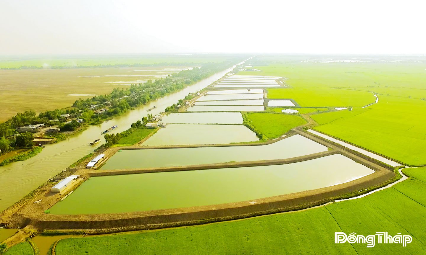 Vùng nuôi cá tra tại phường  Hồng Ngự.