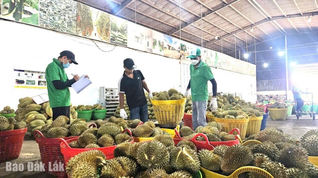 សហគ្រាសដែលកំពុងដំណើរការលើវិស័យកែច្នៃកសិកម្មនៅវួដ Tan An។