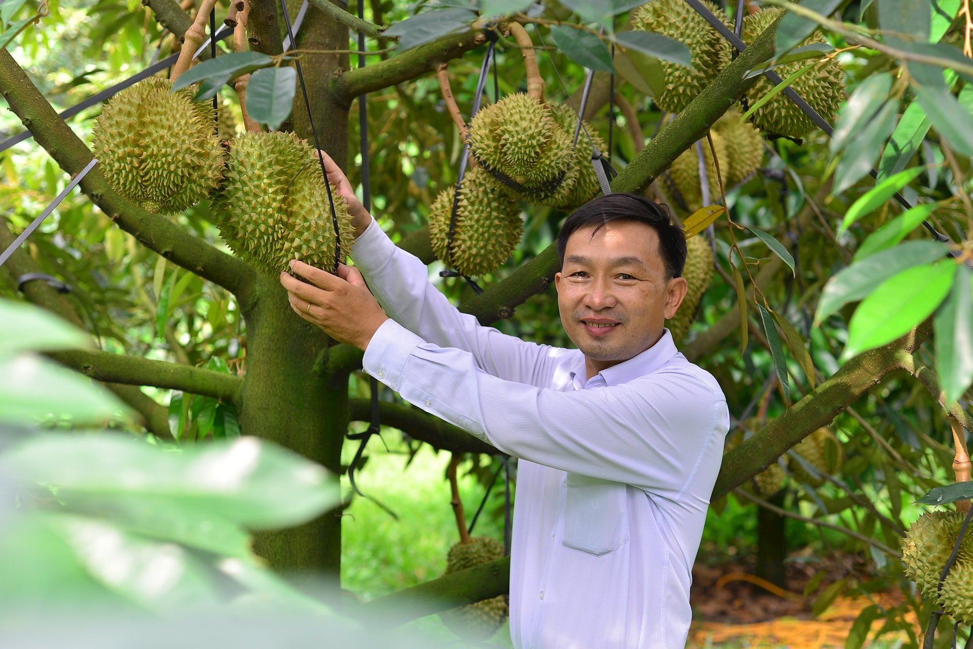 Tỉnh Lâm Đồng đang triển khai nhiều giải pháp nhằm đảm bảo chất lượng sầu riêng xuất khẩu.