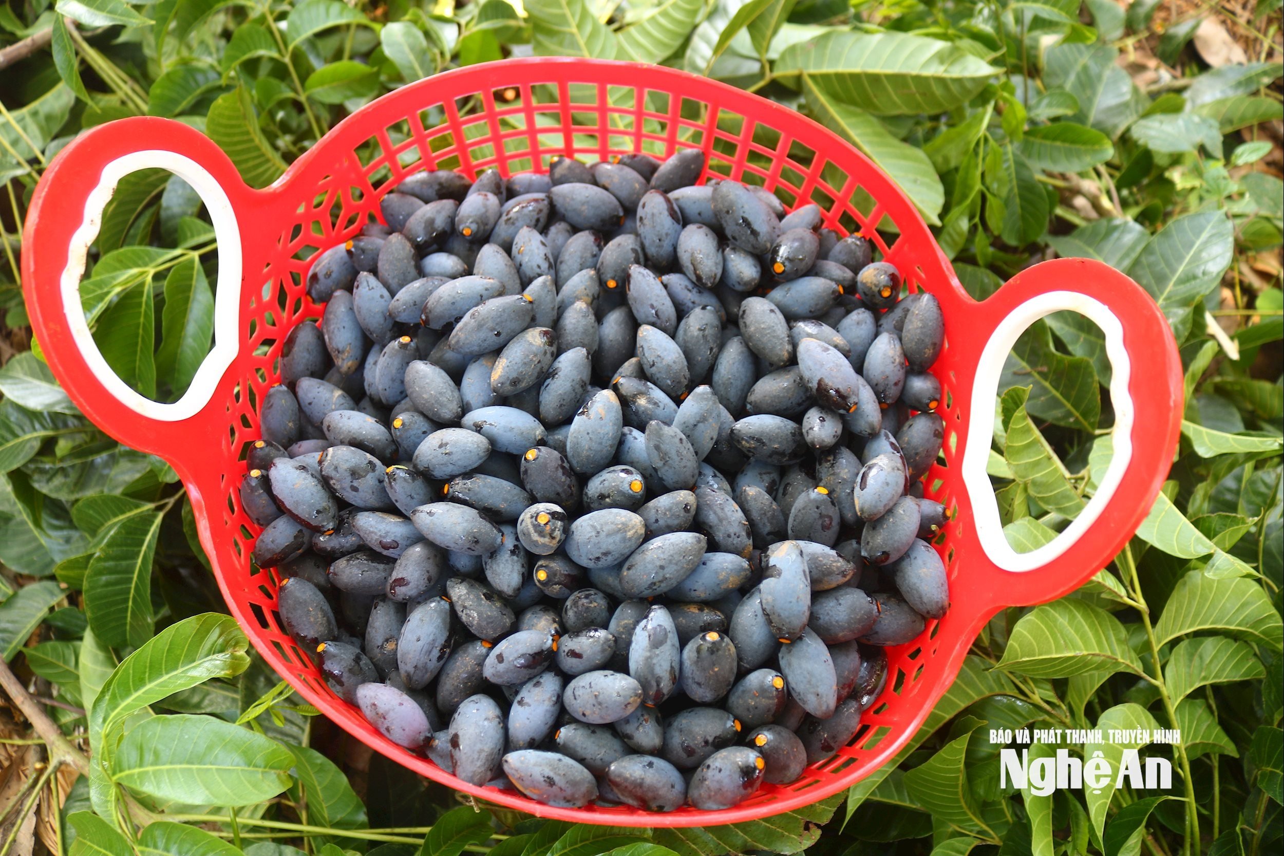 Trám đen có ở nhiều xã thuộc các huyện cũ như Anh Sơn, Nam Đàn, Đô Lương, Tân Kỳ…nhưng tập trung nhiều nhất ở huyện Thanh Chương cũ, sản lượng ước đạt vài trăm tấn quả/năm. Trám đen chất lượng thơm ngon, béo bùi, mang hương vị đặc trưng, có thể chế biến thành nhiều món ăn hấp dẫn, được nhiều người ưa thích. Ảnh: Huy Thư