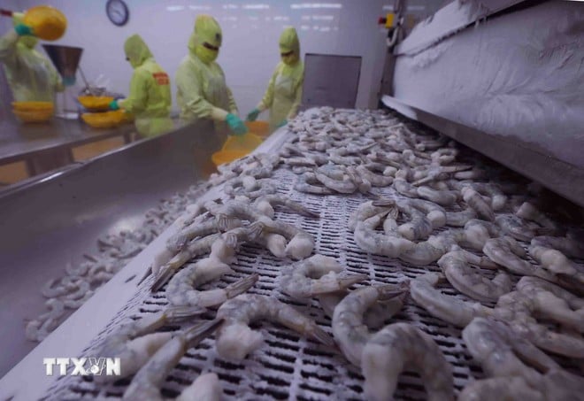 Cấp đông sản phẩm tôm xuất khẩu. (Ảnh: Vũ Sinh/TTXVN)