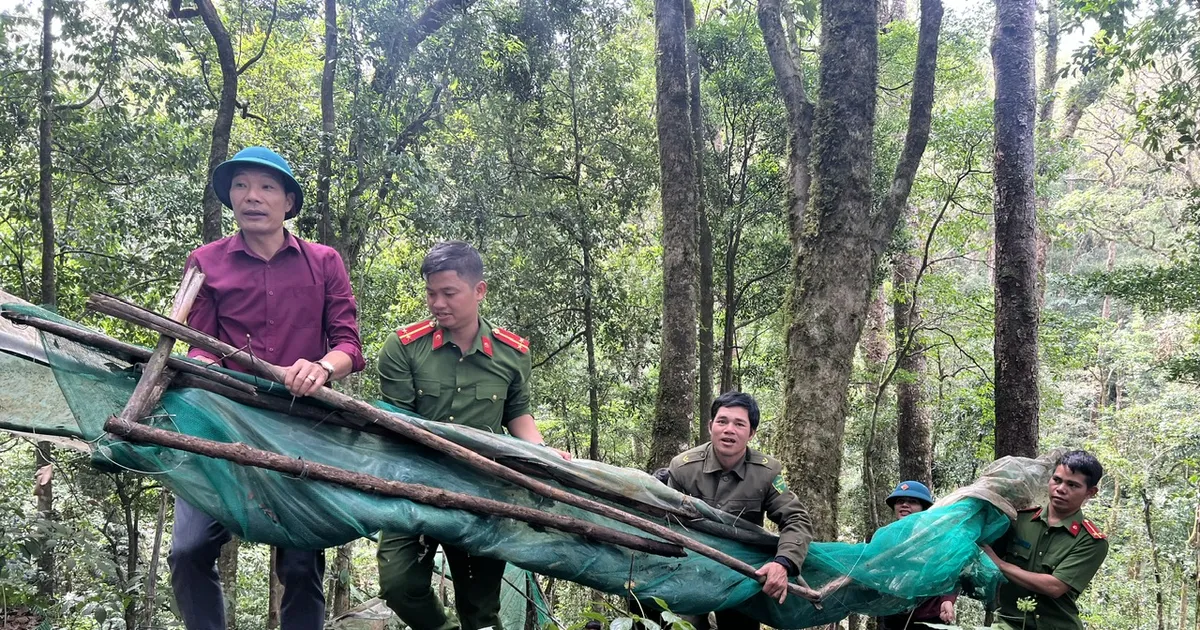 Giúp dân khôi phục vườn sâm bị bão tàn phá