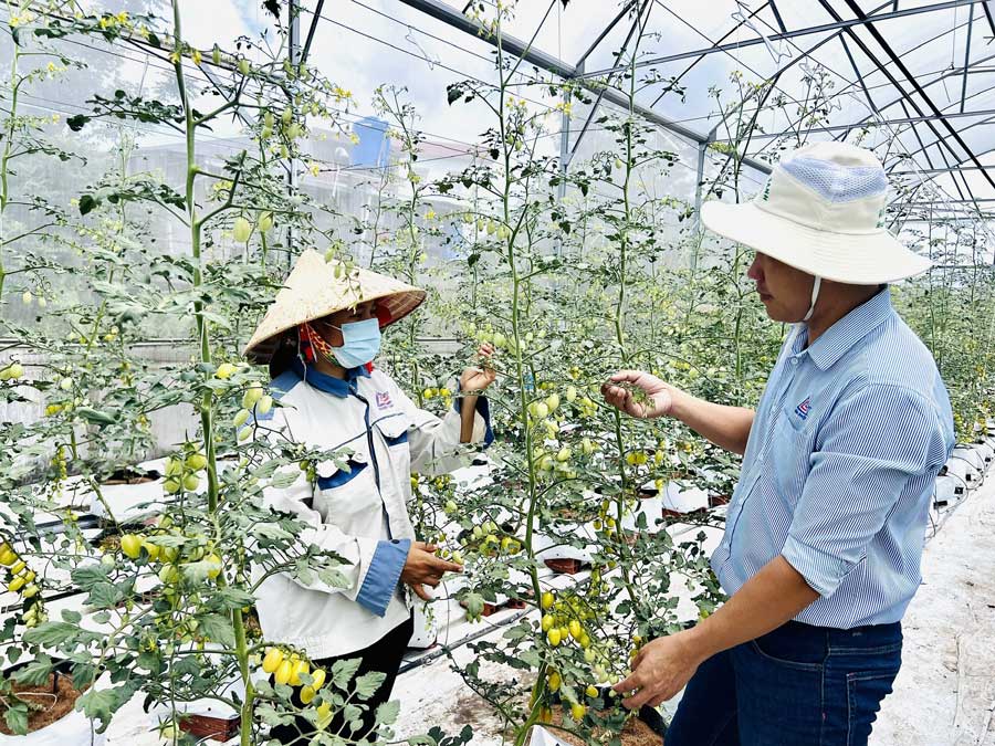 Tỉnh tiếp tục thực hiện cơ cấu lại ngành nông nghiệp theo hướng hiệu quả, bền vững.