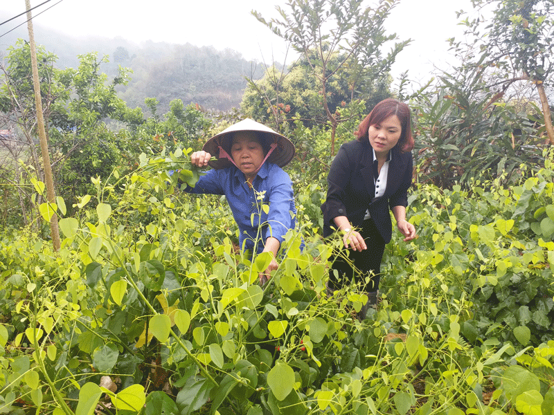 Phụ nữ xã Ba Bể: Phát triển mô hình đặc sản rau bò khai- Ảnh 2.