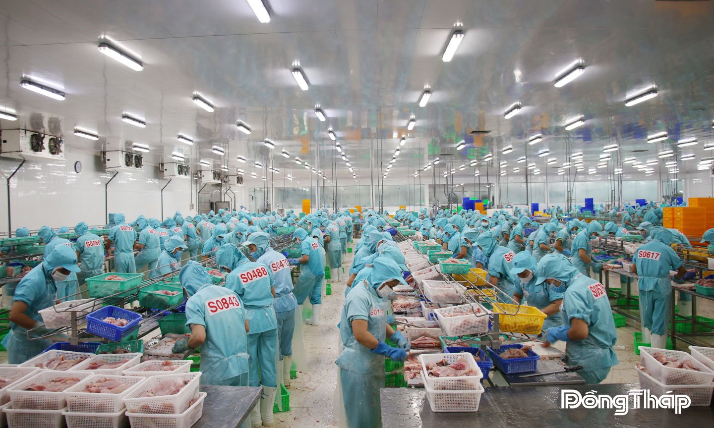 Chế biến cá tra xuất khẩu tại Công ty CP Đầu tư và Phát triển Đa Quốc Gia - IDI (xã Lấp Vò).