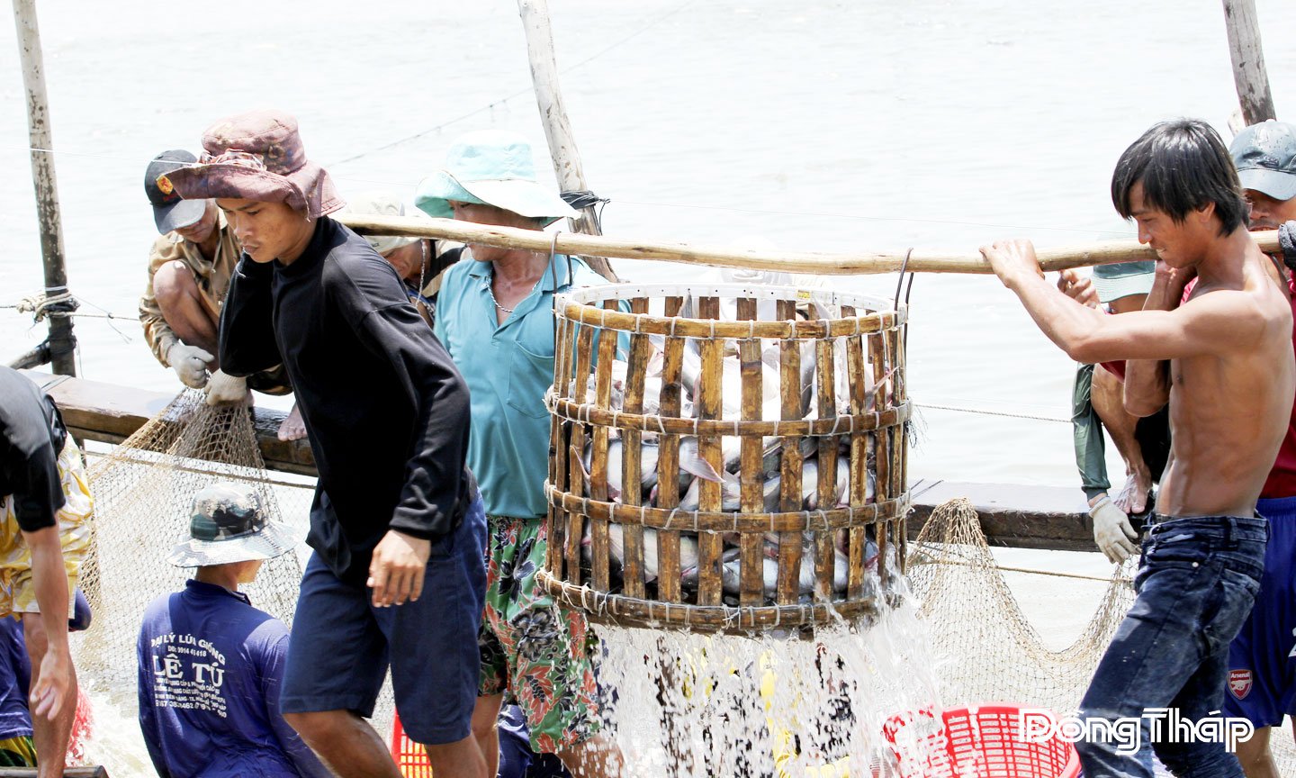 Thu hoạch cá tra tại phường Hồng Ngự.