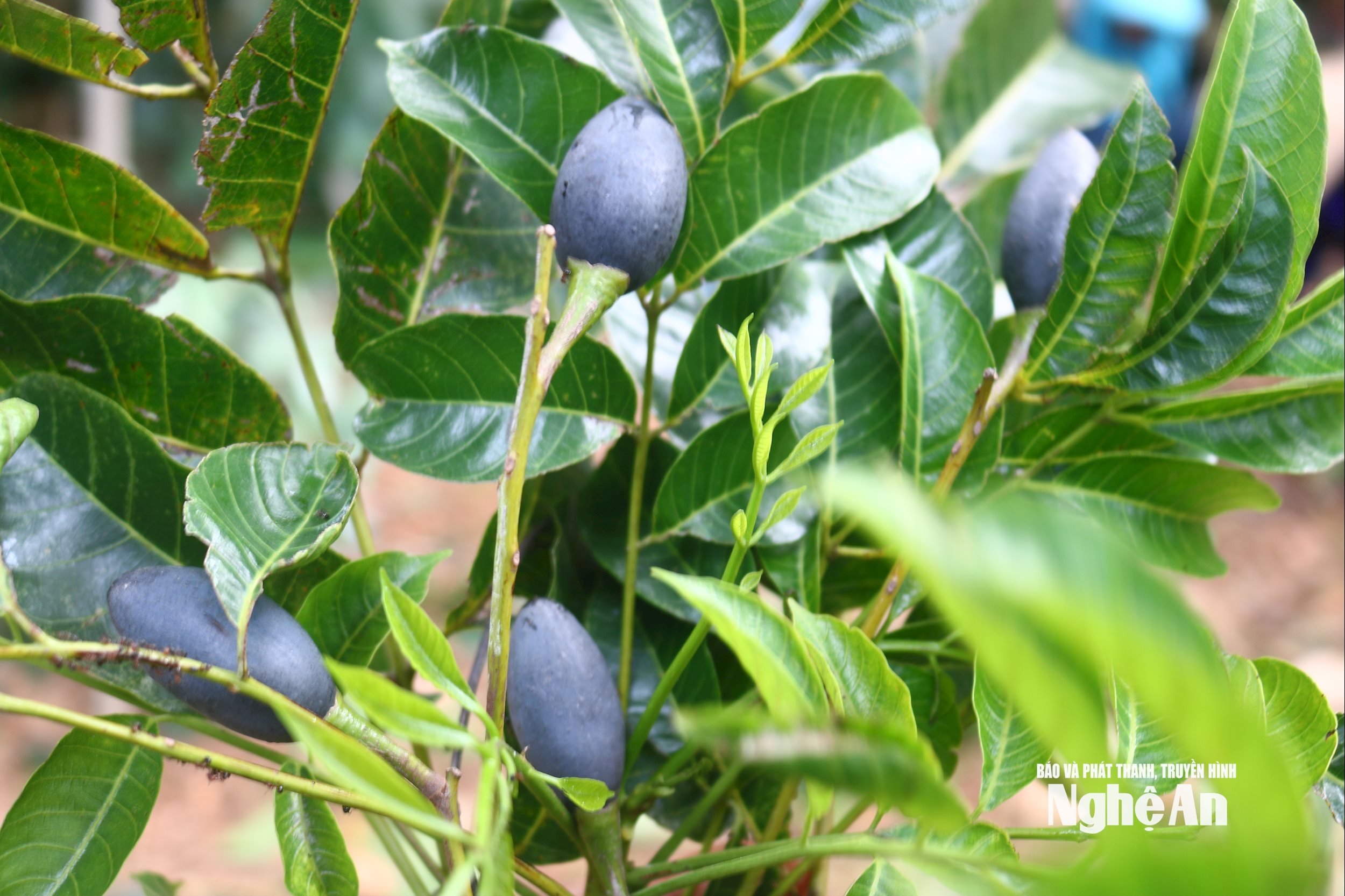 Quả trám lúc mới đậu quả có màu xanh, khi chín chuyển thành màu đen bọc một lớp bụi phấn trắng. Từ tháng 7 đến tháng 10 là mùa thu hoạch trám đen.Hiện phần lớn trám cho quả trong dân đã được bà con bán cho lái buôn. Ông Nguyễn Văn Giáp ở xã Tam Đồng, (xã Thanh Mỹ, huyện Thanh Chương cũ(Th) cho biết; Vườn trám của gia đình ông đã bán một nửa cho lái buôn với giá 20 triệu đồng, hiện đã chín đang chờ thu hoạch. Ảnh: Huy Thư