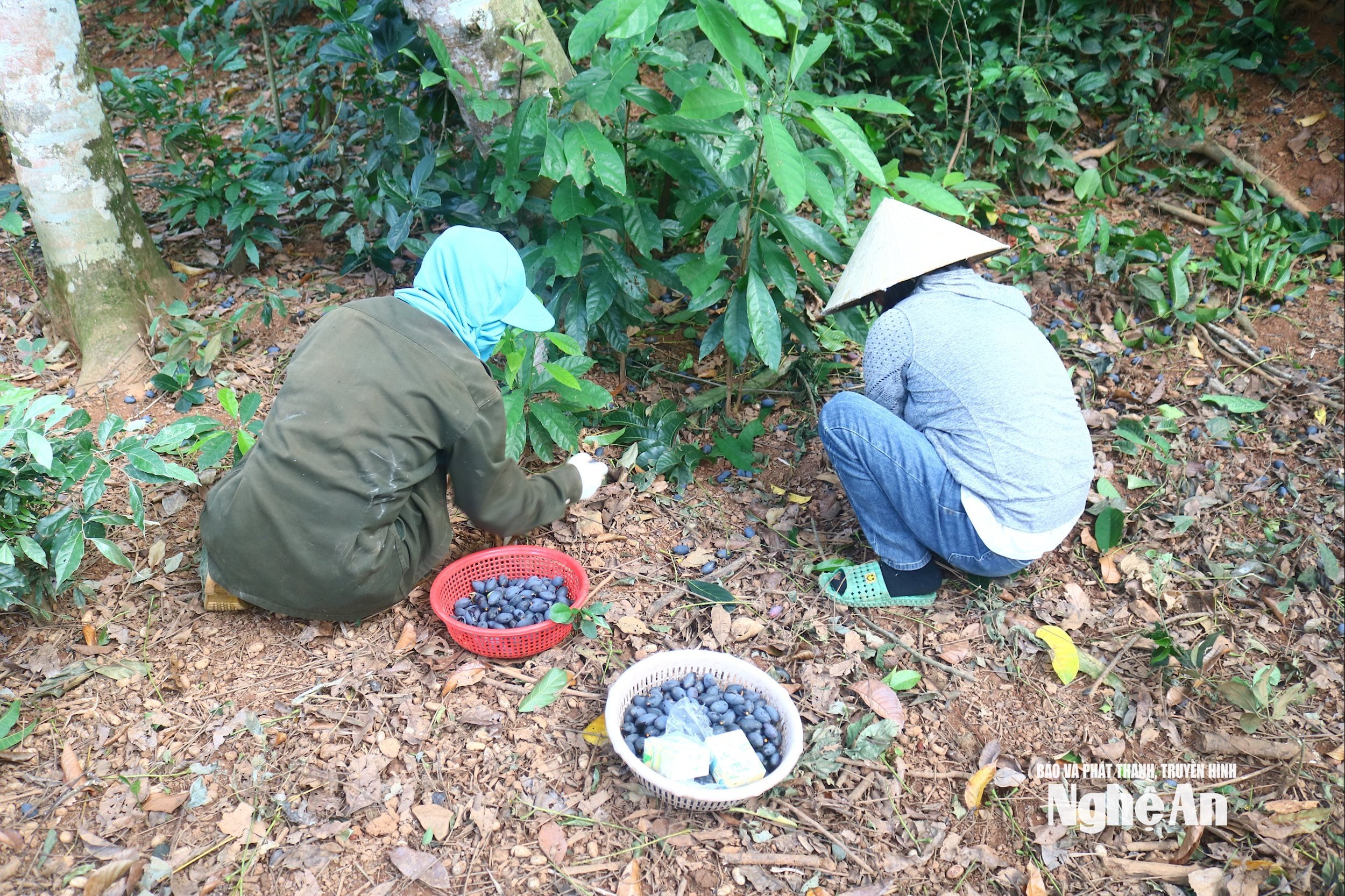 Mùa thu hoạch trám kéo dài từ tháng 7 đến tháng 10 đã tạo công ăn việc làm cho nhiều lao động. Các xã như Cát Ngạn, Tam Đồng, Yên Xuân, Đô Lương...mỗi xã có hàng trăm người theo nghề thu hoạch trám. Trung bình mỗi lao động đi nhặt trám được trả tiền công khoảng 300 000 đồng/buổi. Ảnh: Huy Thư