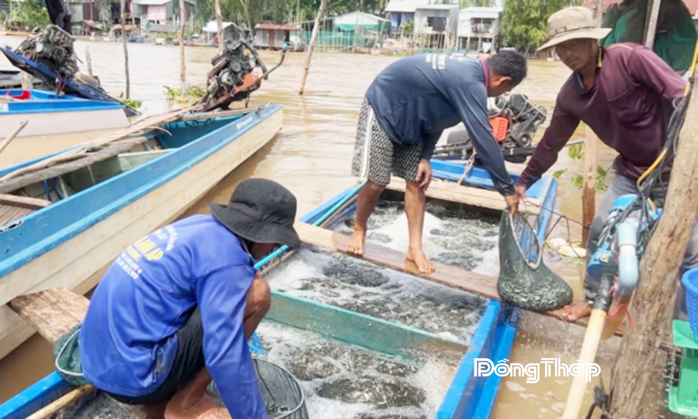 Chiếc vỏ lãi chở trên 400 kg cá linh non đang được nhân công tranh thủ vớt cá lên cân.