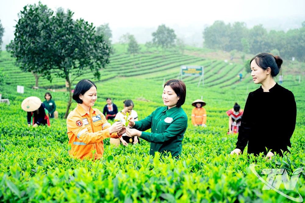 Hiện nay, các HTX sản xuất chè trên địa bàn tỉnh đều hướng đến quy trình sản xuất an toàn để phục vụ việc truy xuất nguồn gốc.