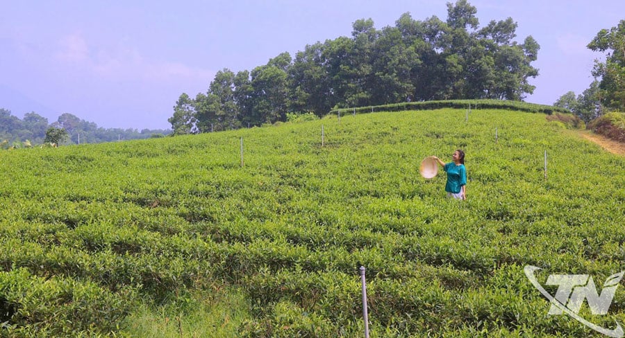 Zone de matières premières de la coopérative de thé Phuc Nguyen dans le hameau de Nui, commune de Van Phuc.