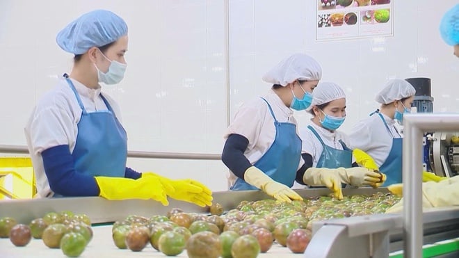 Nông sản Việt quyết tâm vượt qua rào cản để khẳng định vị trí trên thị thường quốc tế - Ảnh 7.