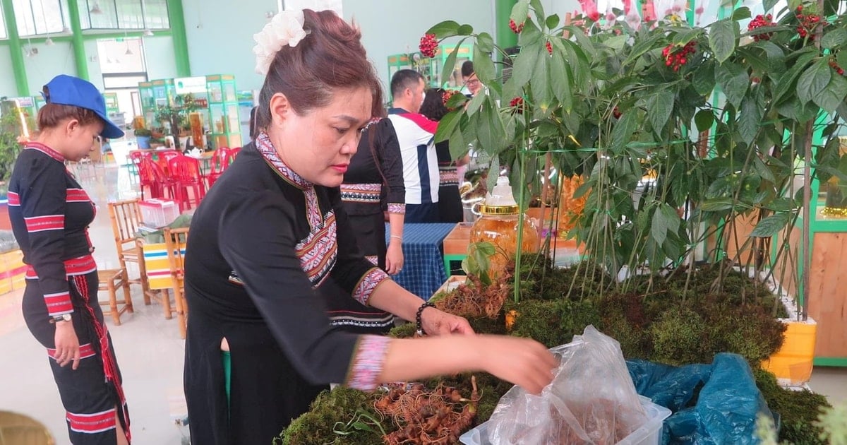 Tra Linh attracts investment to develop Ngoc Linh ginseng area