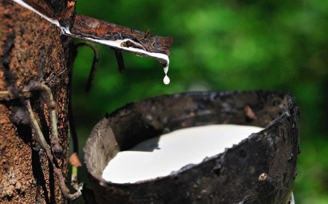 Giá cao su hôm nay 68 Thị trường thế giới biến động trái chiều trong nước giữ ổn định