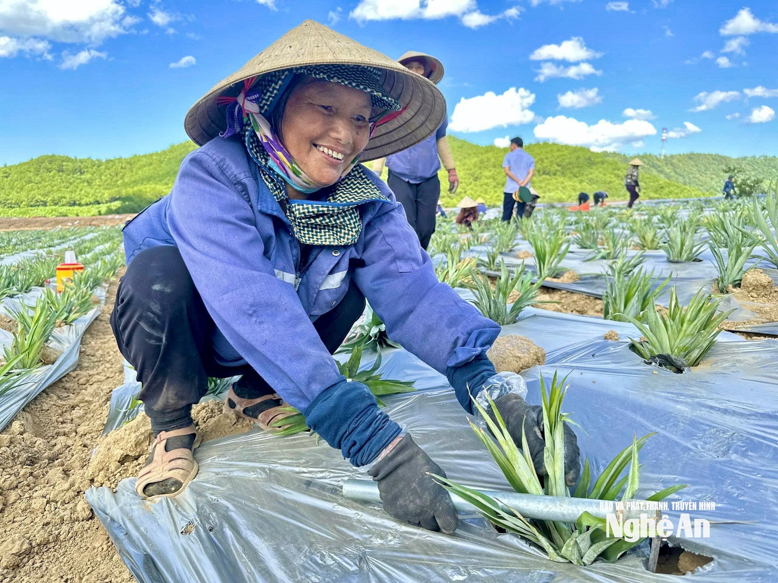Pineapple. Photo- Phu Huong