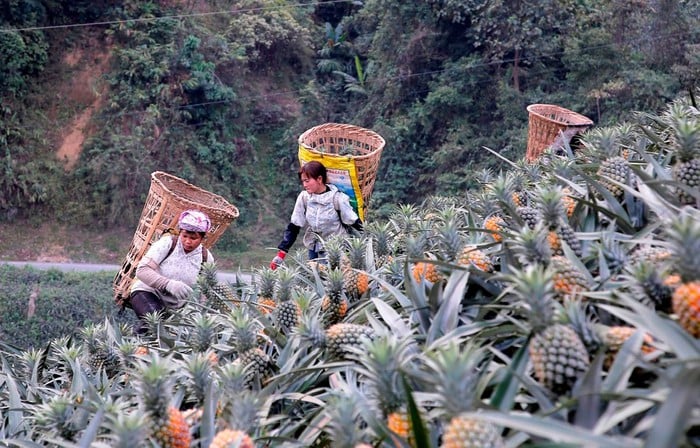 Xã Bản Lầu: Mở rộng không gian chuyên canh nông sản- Ảnh 1.