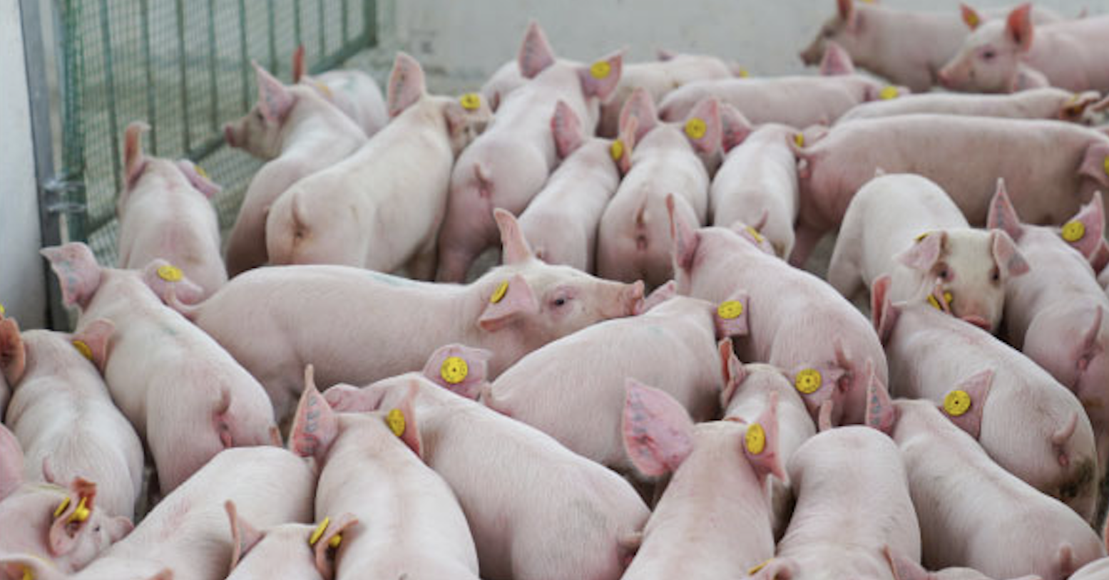 After China, Vietnamese enterprises want to build trillion-dollar 'apartments' to raise pigs