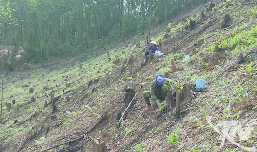 Thai Nguyen : La plantation forestière a atteint plus de 91 % du plan