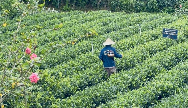 "Đệ nhất danh trà" Thái Nguyên trước thời cơ trở thành ngành hàng tỷ USD- Ảnh 1.