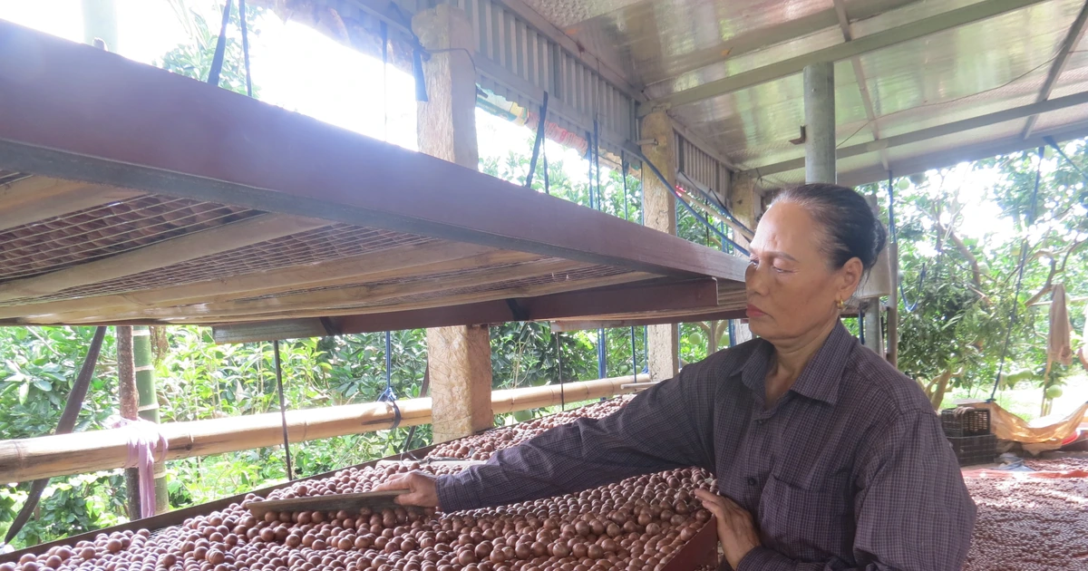 Cây mắc ca bám rễ trên đất lúa