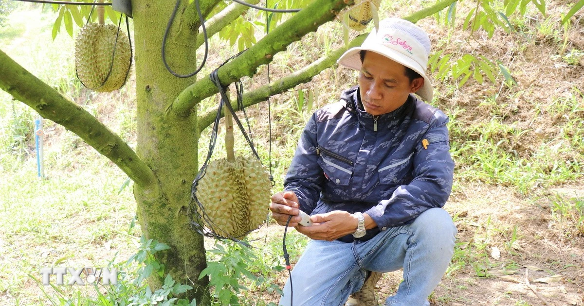Đẩy mạnh ứng dụng công nghệ vào sản xuất nông nghiệp thông minh