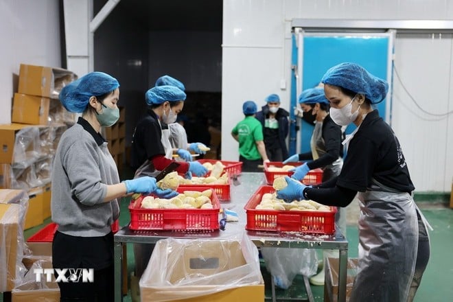 Cấp đông và xuất khẩu chính ngạch sầu riêng đông lạnh tại Đắk Lắk. (Ảnh: Hoài Thu/TTXVN)