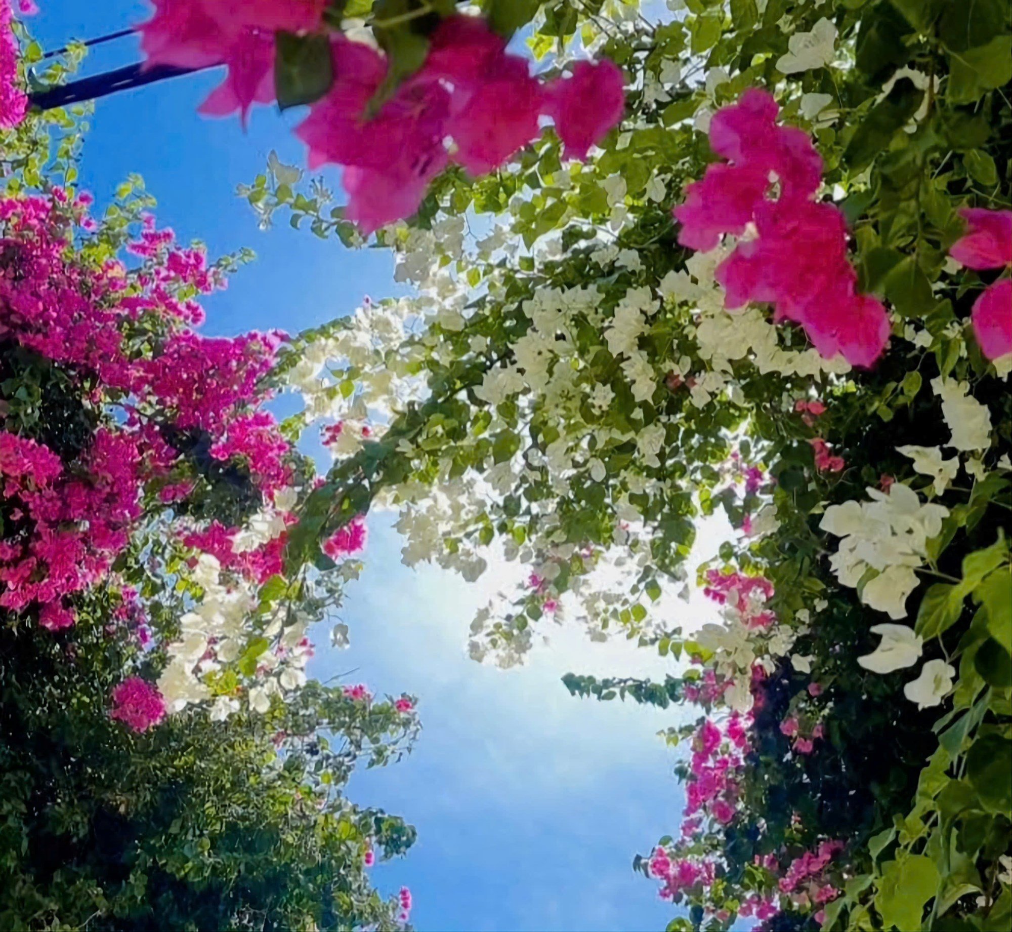 ينبهر السياح بطريق الجهنمية الرائع في جزيرة بي - الصورة 2