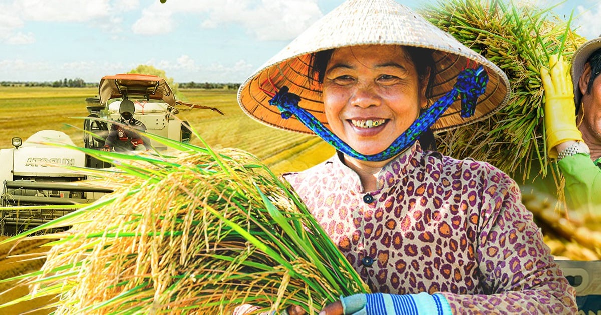 Giá gạo Việt Nam tăng mạnh khi Philippines cấm nhập khẩu gạo từ ngày 1-9, vì sao?
