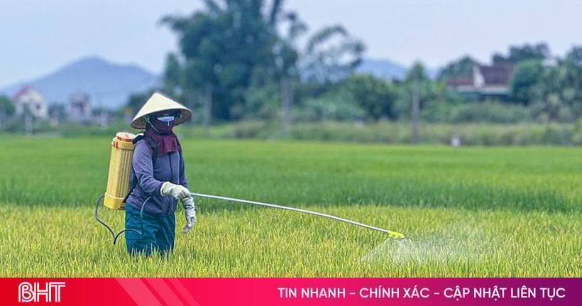 Sâu bệnh gây hại trên lúa hè thu, Hà Tĩnh gấp rút phòng trừ