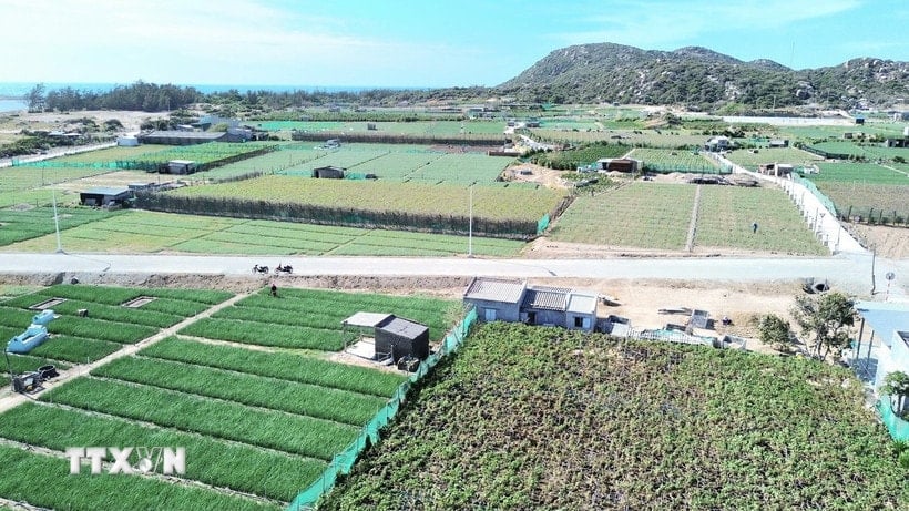 El terreno de producción se ubica en el área de planificación para la construcción del proyecto de la Central Nuclear Ninh Thuan 2. (Foto: Nguyen Thanh/VNA)
