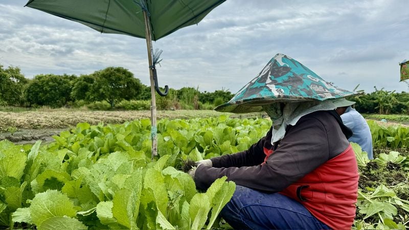 Thời tiết thay đổi, sản lượng nhiều loại rau giảm, giá tăng nhẹ.
