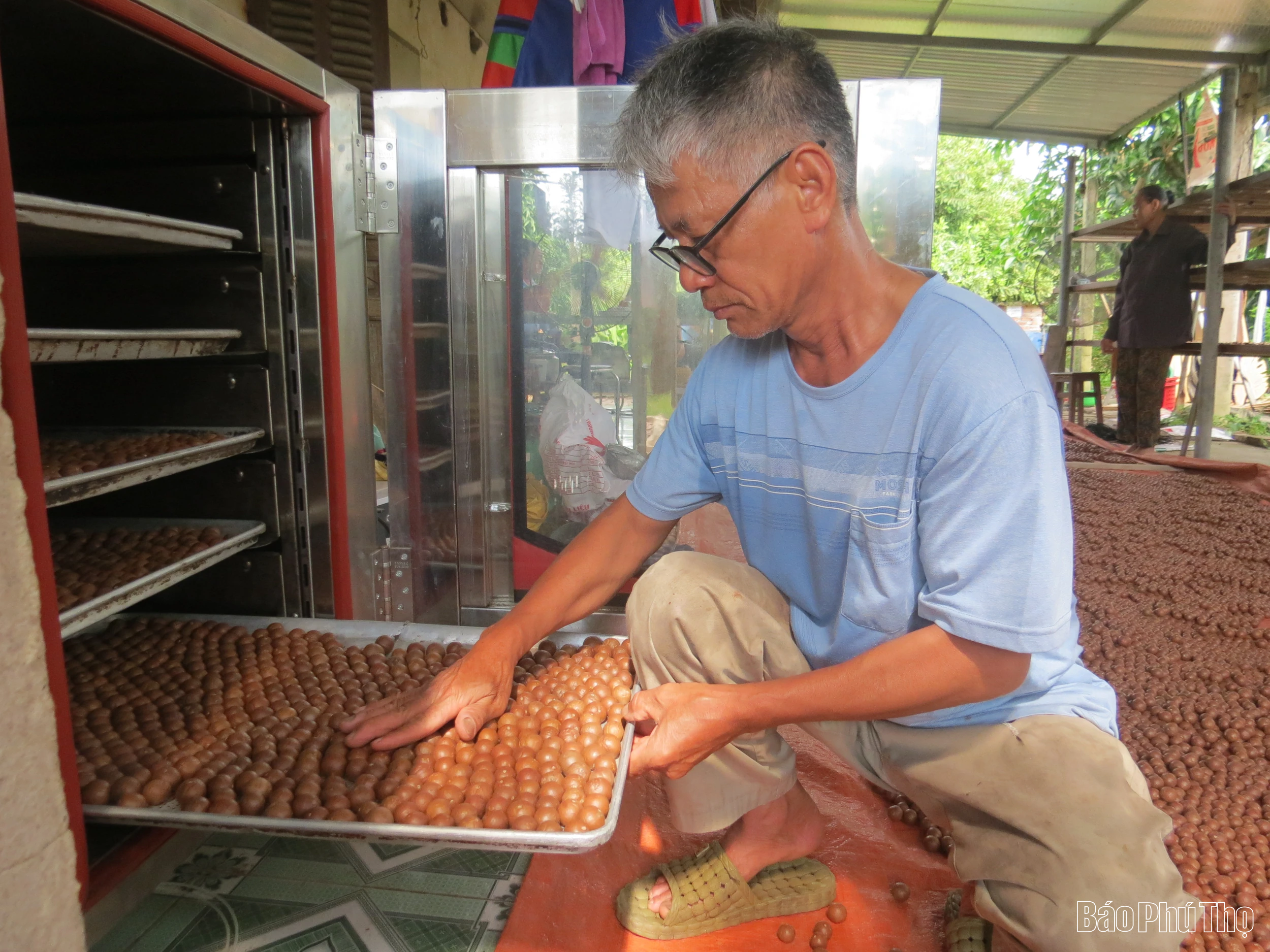 Cây mắc ca bám rễ trên đất lúa